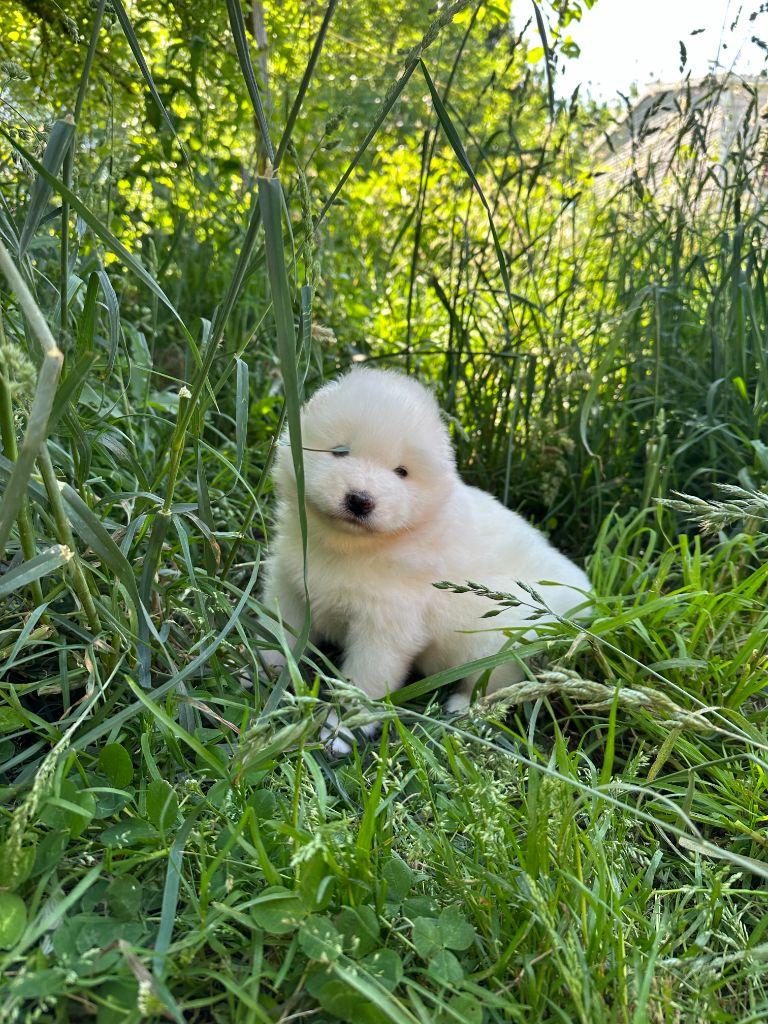 Des Ptites Pattes Du Bonheur - Chiots disponibles - Samoyède