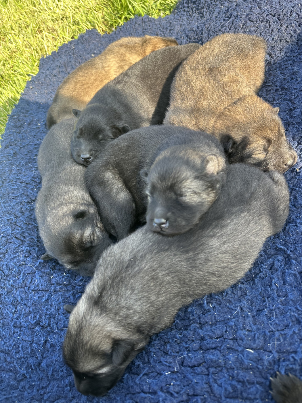 Chiot Eurasier Des Ptites Pattes Du Bonheur