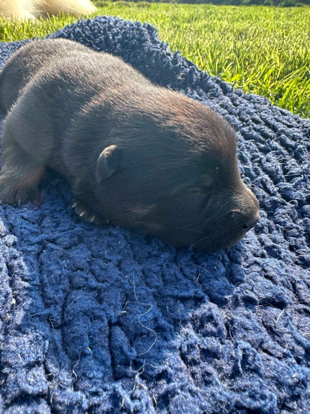 Des Ptites Pattes Du Bonheur - Chiots disponibles - Eurasier