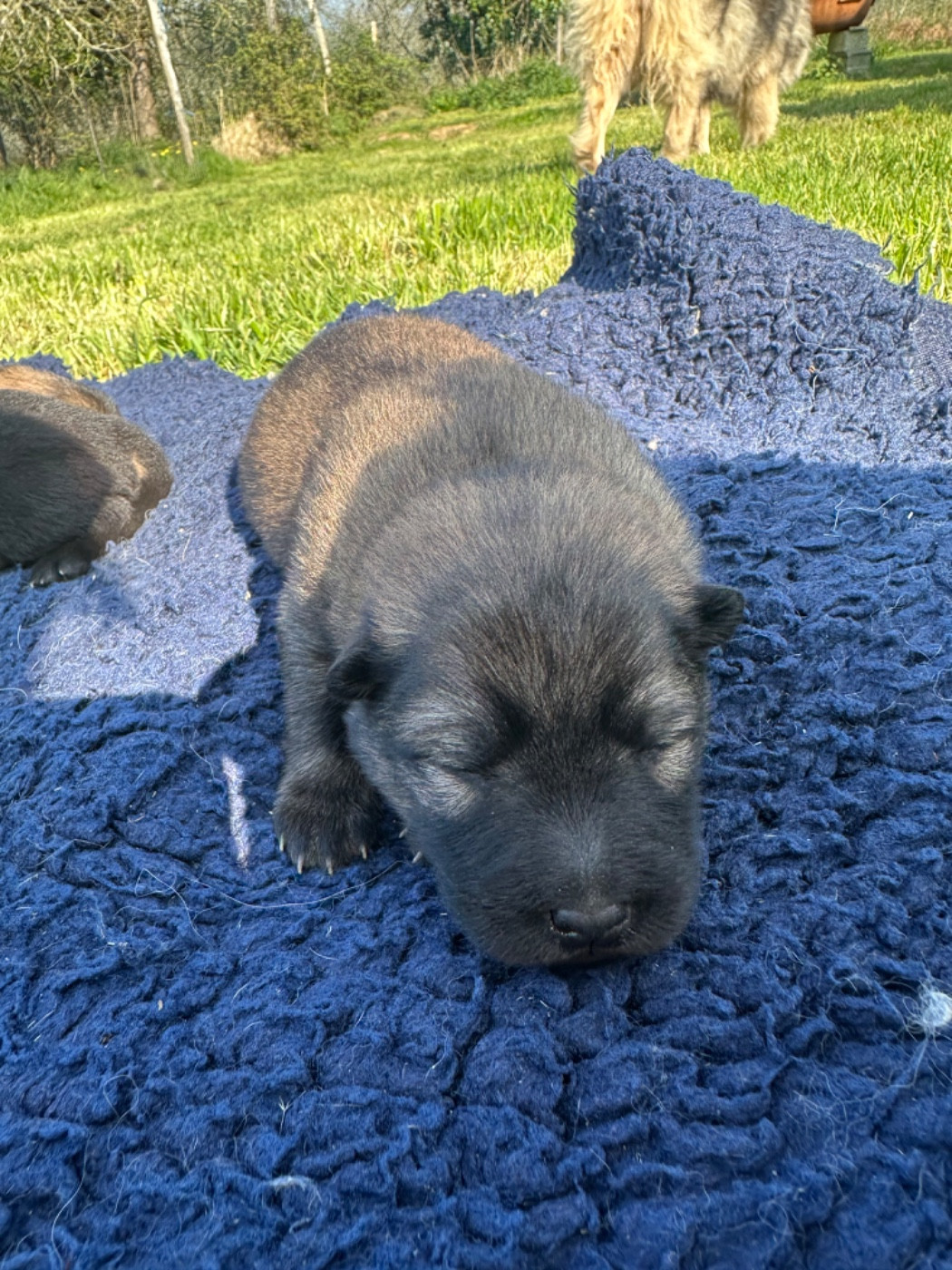 Des Ptites Pattes Du Bonheur - Chiots disponibles - Eurasier