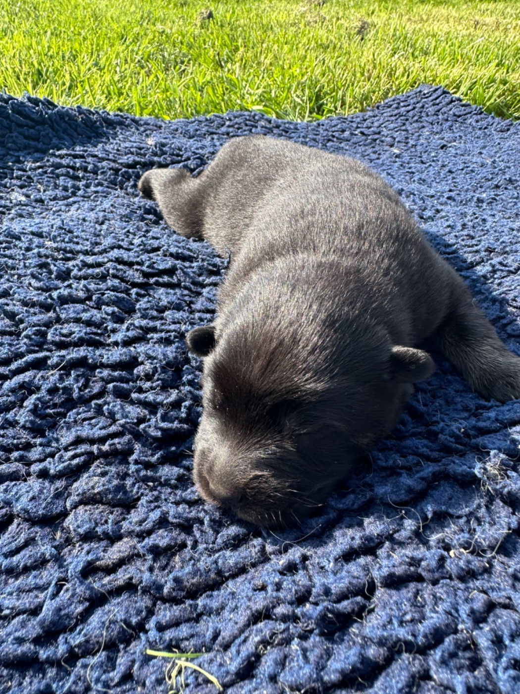 Des Ptites Pattes Du Bonheur - Chiots disponibles - Eurasier