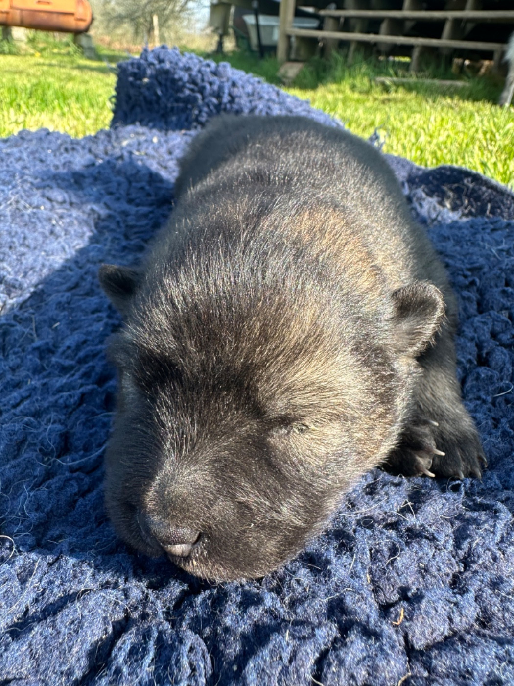 Des Ptites Pattes Du Bonheur - Chiots disponibles - Eurasier