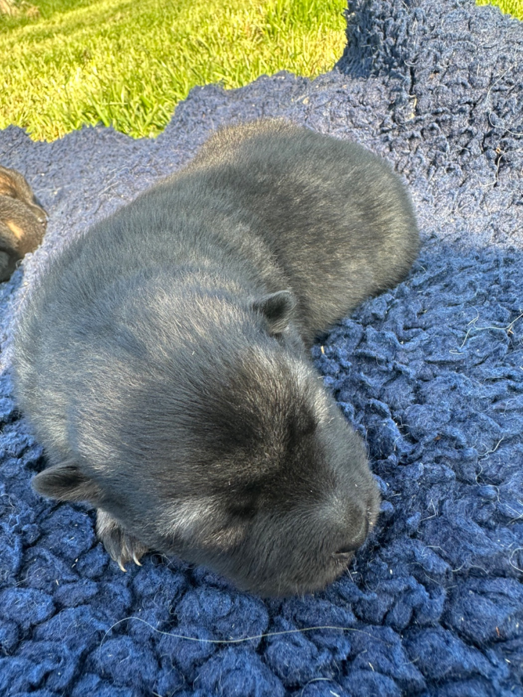 Des Ptites Pattes Du Bonheur - Chiots disponibles - Eurasier