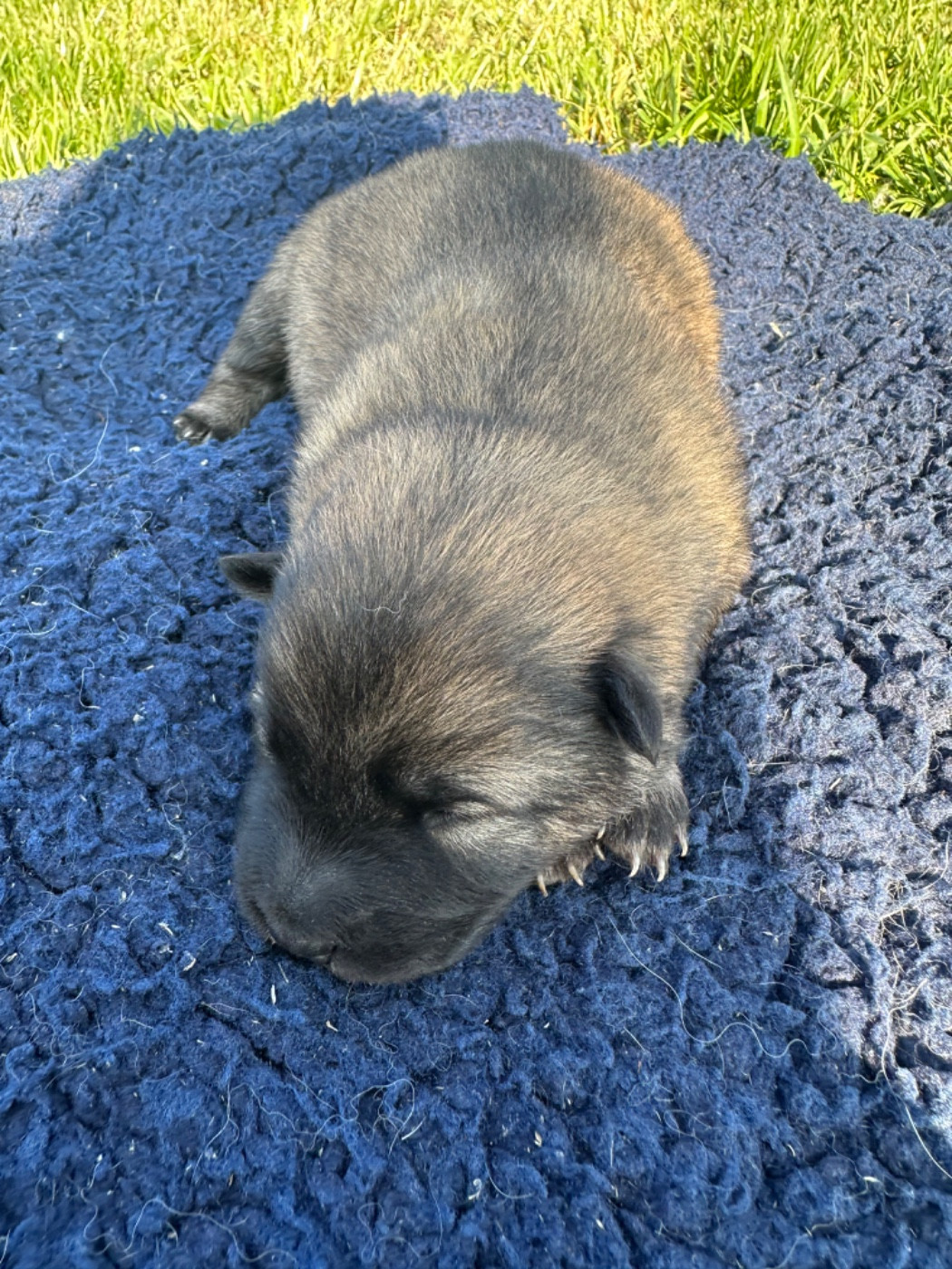 Des Ptites Pattes Du Bonheur - Chiots disponibles - Eurasier