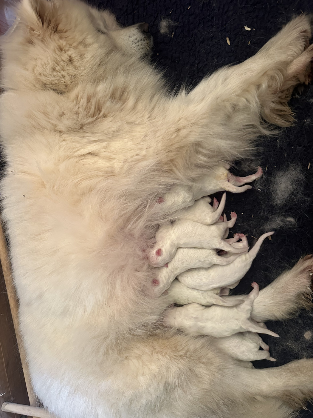 Chiot Samoyède Des Ptites Pattes Du Bonheur