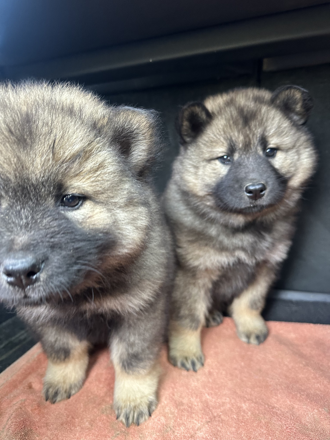 Des Ptites Pattes Du Bonheur - Chiots disponibles - Eurasier