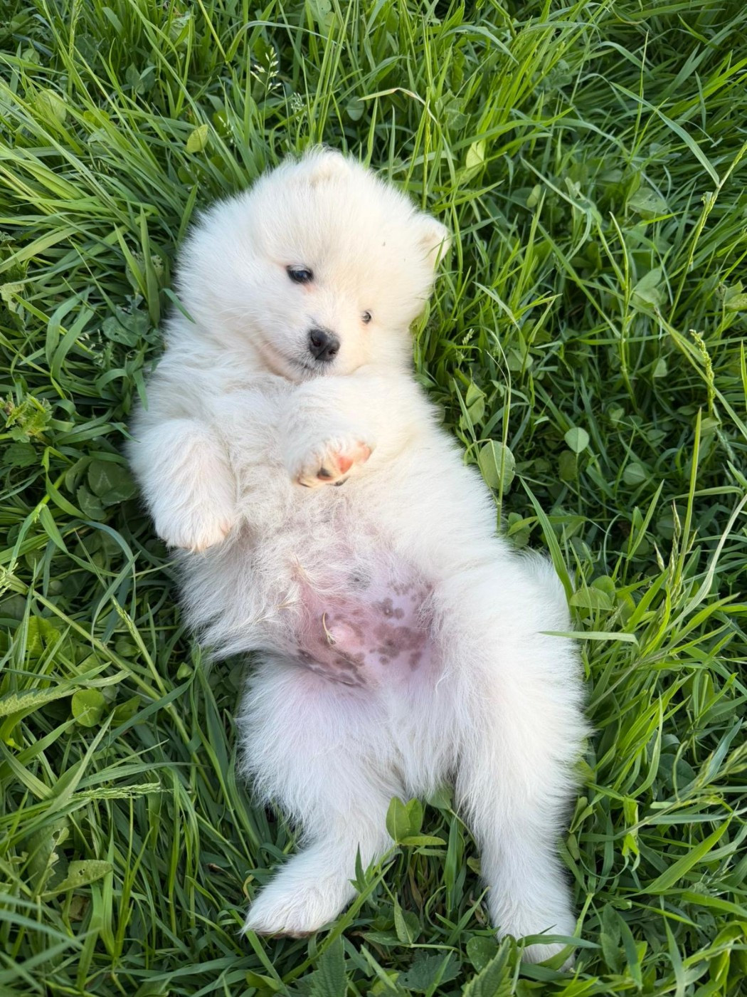 Des Ptites Pattes Du Bonheur - Chiots disponibles - Samoyède