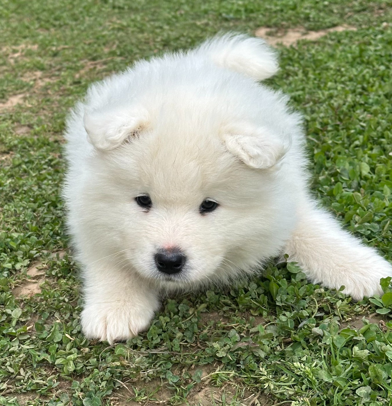 Des Ptites Pattes Du Bonheur - Chiots disponibles - Samoyède
