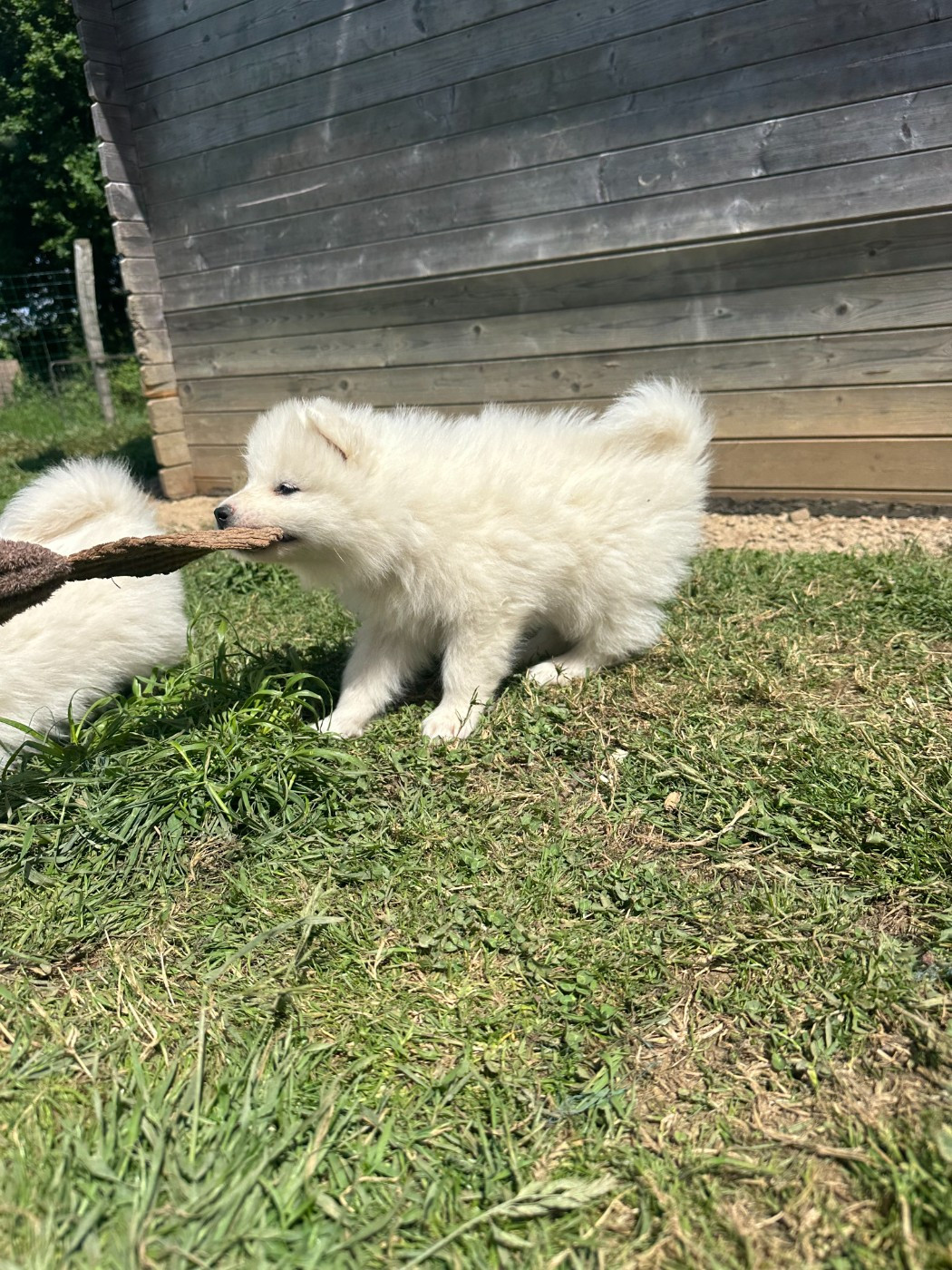 Des Ptites Pattes Du Bonheur - Chiots disponibles - Samoyède