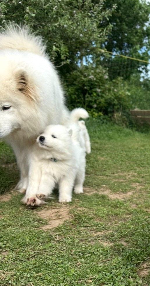 Des Ptites Pattes Du Bonheur - Chiots disponibles - Samoyède