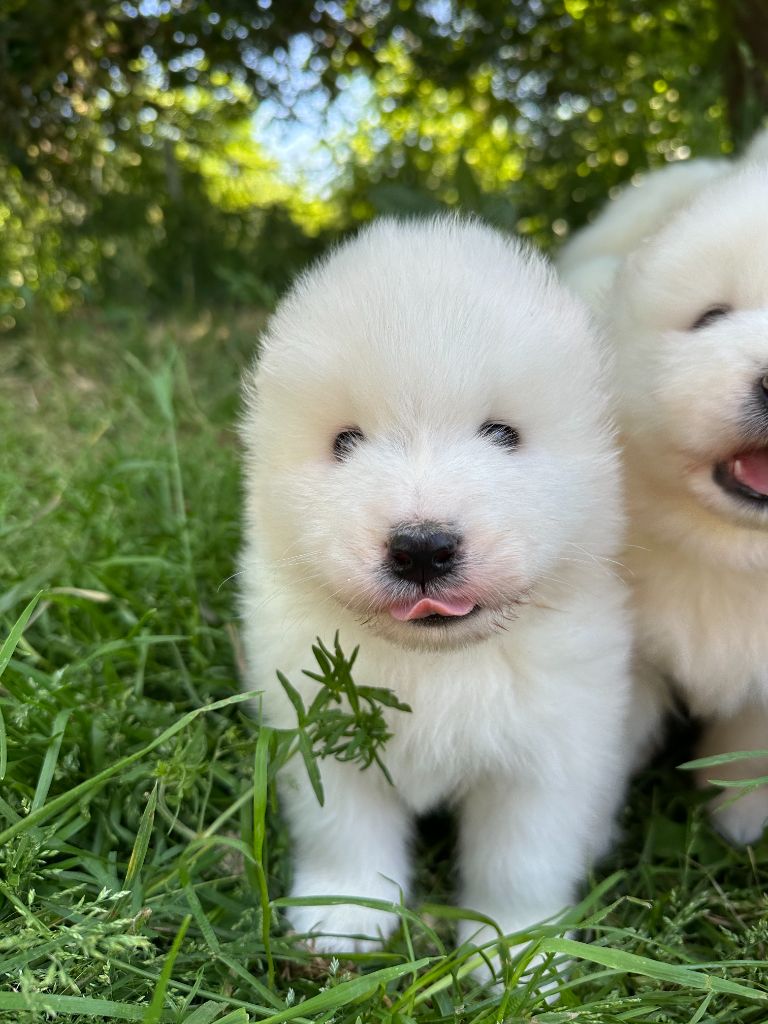 Des Ptites Pattes Du Bonheur - Chiots disponibles - Samoyède