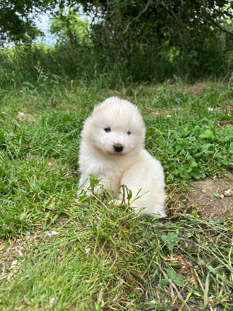 Des Ptites Pattes Du Bonheur - Chiots disponibles - Samoyède
